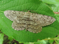 Hypomecis roboraria
