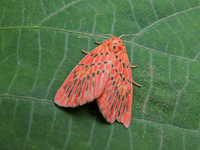 Miltochrista pulchera
