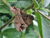 Niphonyx segregata