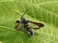 Nokona pernix