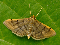 Omiodes indicata