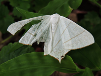 Ourapteryx subpunctaria