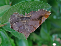 Pangrapta disruptalis