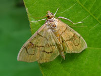 Patania chlorophanta
