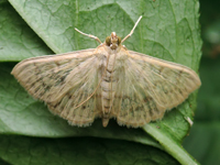 Patania ruralis