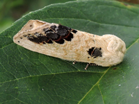 Phalera flavescens