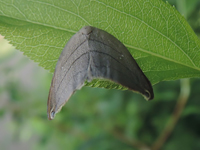 Pseudalbara parvula
