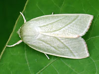 Pseudoips faganus