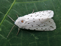 Spilosoma lubricipeda