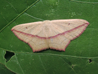Timandra recompta