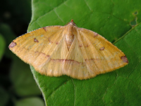Unknown 15