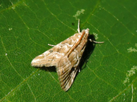 Unknown 10