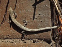 Takydromus wolteri