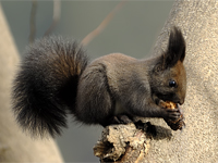 Eurasian-red-squirrel