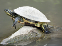 Red-eared-Slider