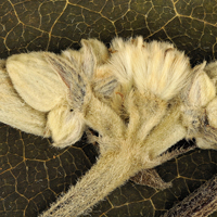 Clematis-heracleifolia
