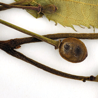 Prunus-serrulata-spontanea