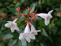 Abelia grandiflora