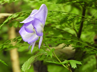 Aconitum-jaluense