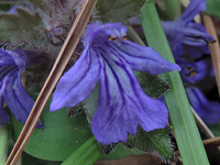 Ajuga decumbens