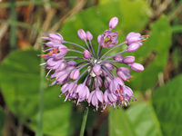 Allium thunbergii
