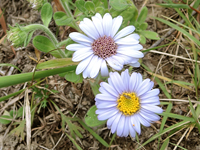 Aster spathulifolius