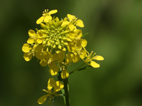 Brassica napus