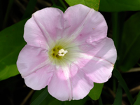 Calystegia sepium