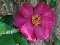 Camellia sasanqua