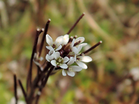 Cardamine flexuosa