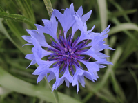 Centaurea cyanus