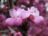 Cercis-chinensis
