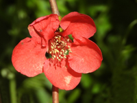 Chaenomeles japonica