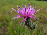 Cirsium Japonicum
