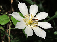 Clematis patens
