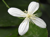Clematis terniflora