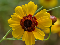 Coreopsis tinctoria