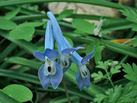 Corydalis grandicalyx