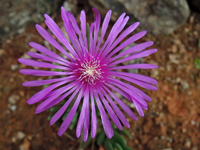 Delosperma cooperi