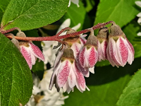 Deutzia crenata