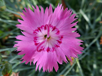 Dianthus sp