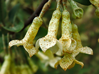 Elaeagnus umbellata