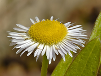 Erigeron annuus