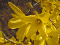 Forsythia-koreana