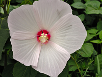 Hibiscus moscheutos