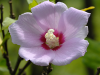 Hibiscus syriacus