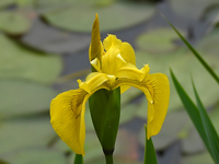Iris pseudacorus