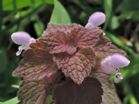 Lamium purpureum
