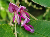 Lespedeza floribunda
