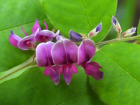 Lespedeza thunbergii